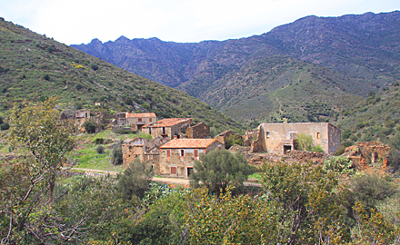Colera